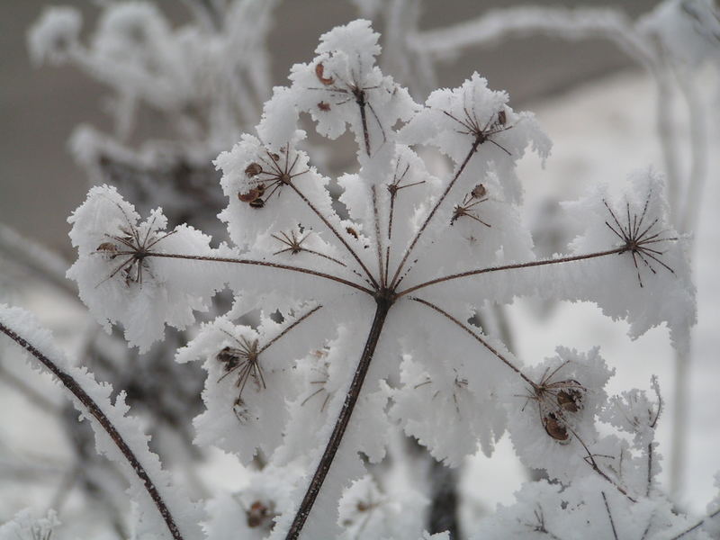 Eisblume