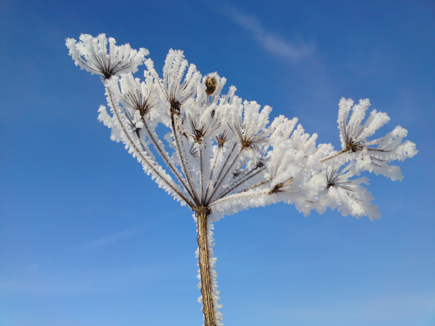 Eisblume