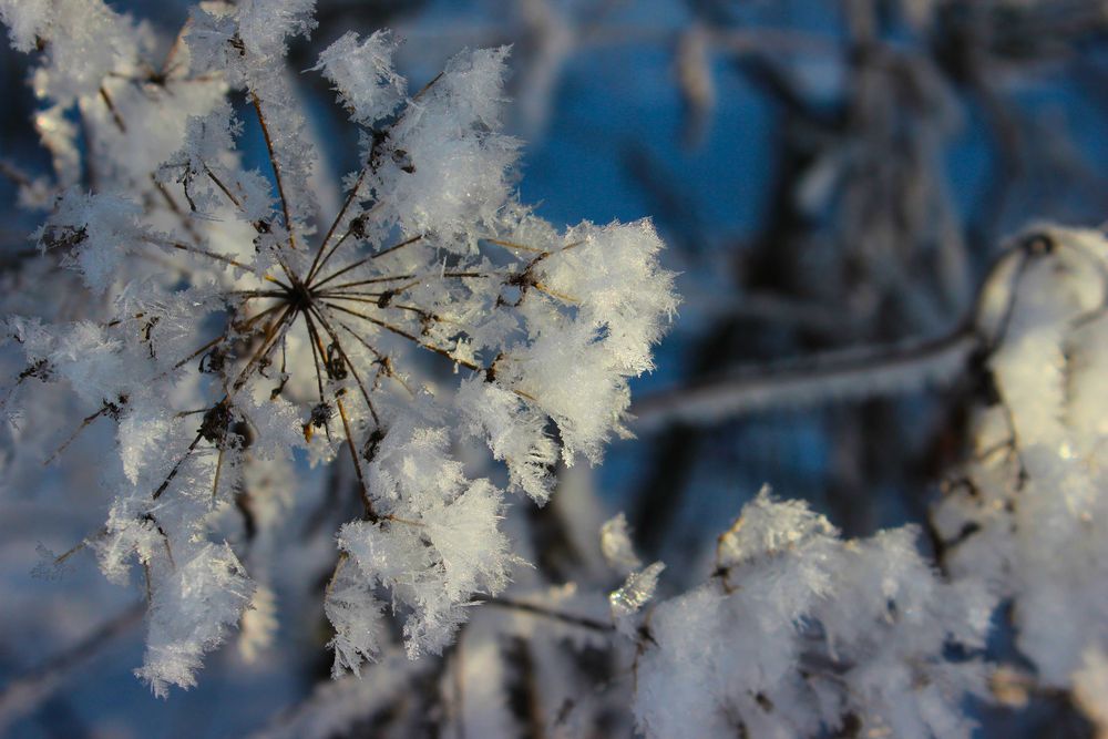 eisblume