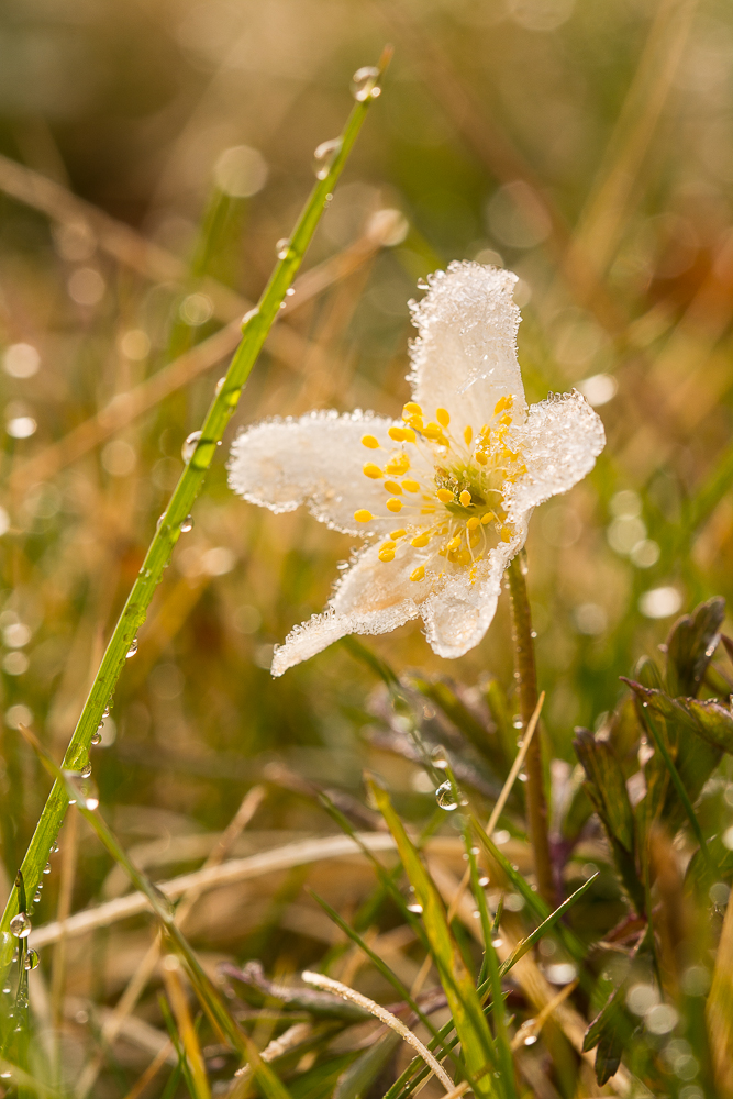 Eisblume