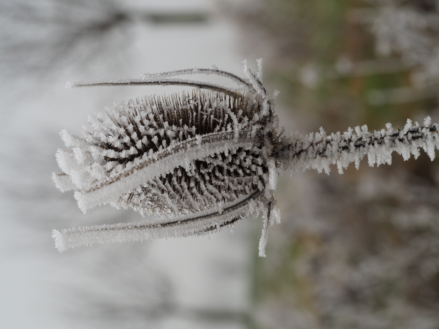 Eisblume Foto &amp; Bild | ueli müller, natur Bilder auf fotocommunity