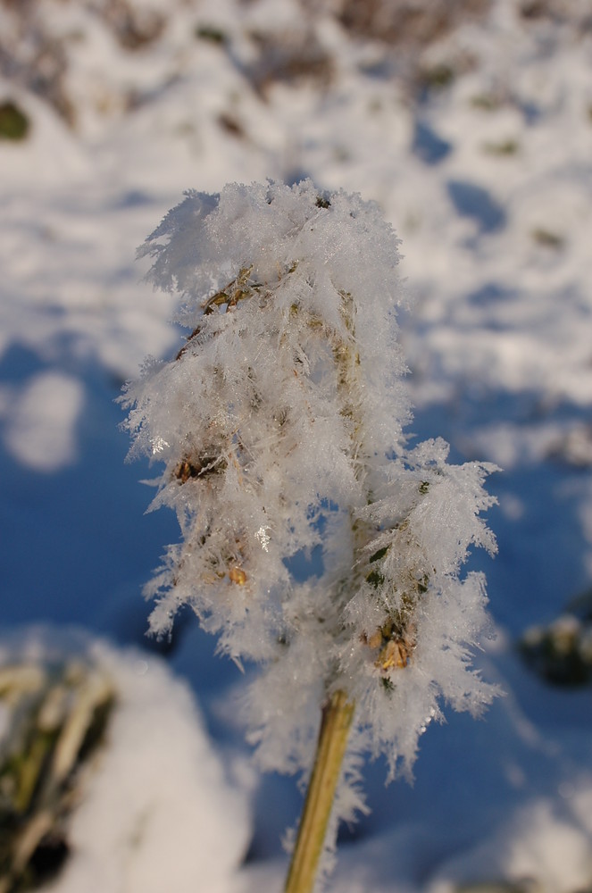 Eisblume