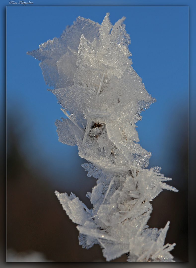 Eisblume