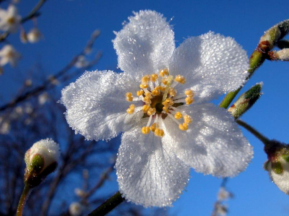 ""EISBLUME"" von Martin Beutler