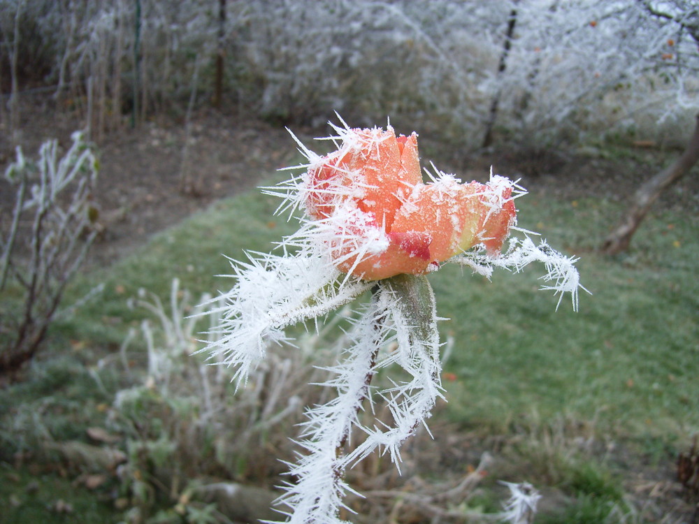 Eisblume