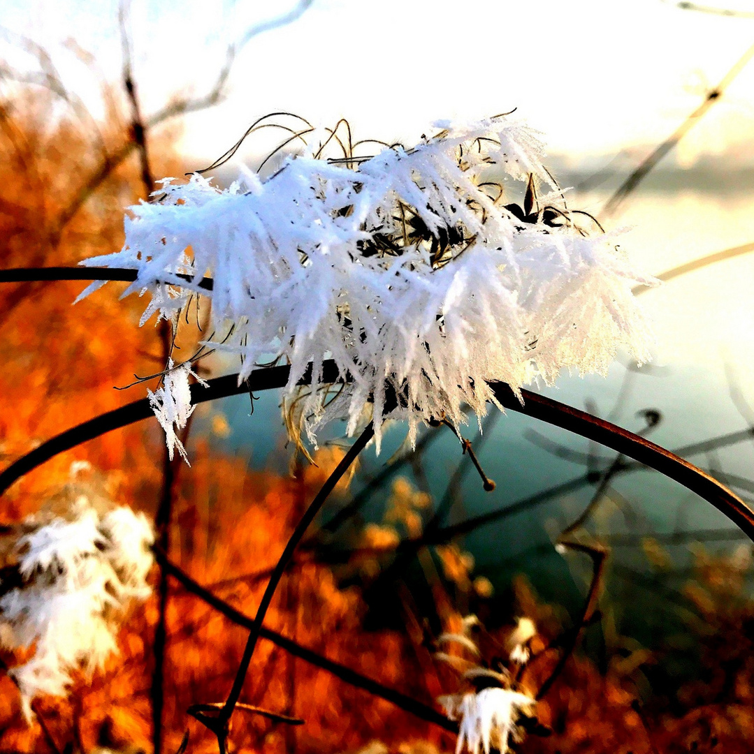 Eisblume