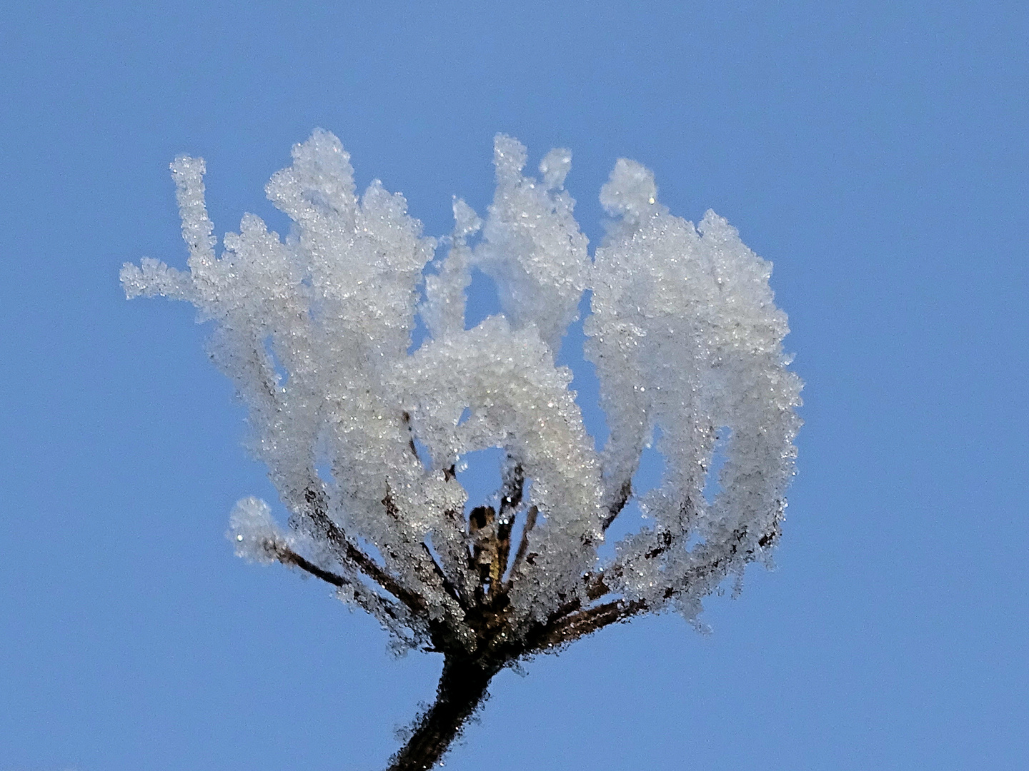 Eisblume 