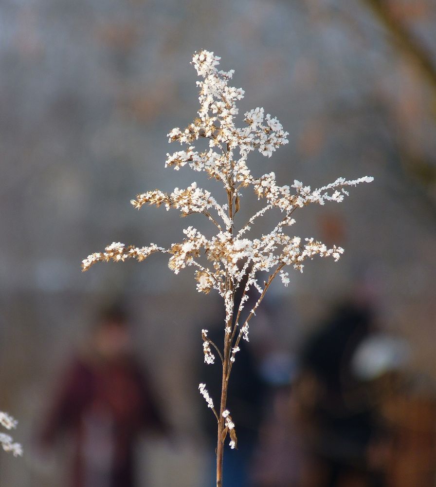 Eisblume