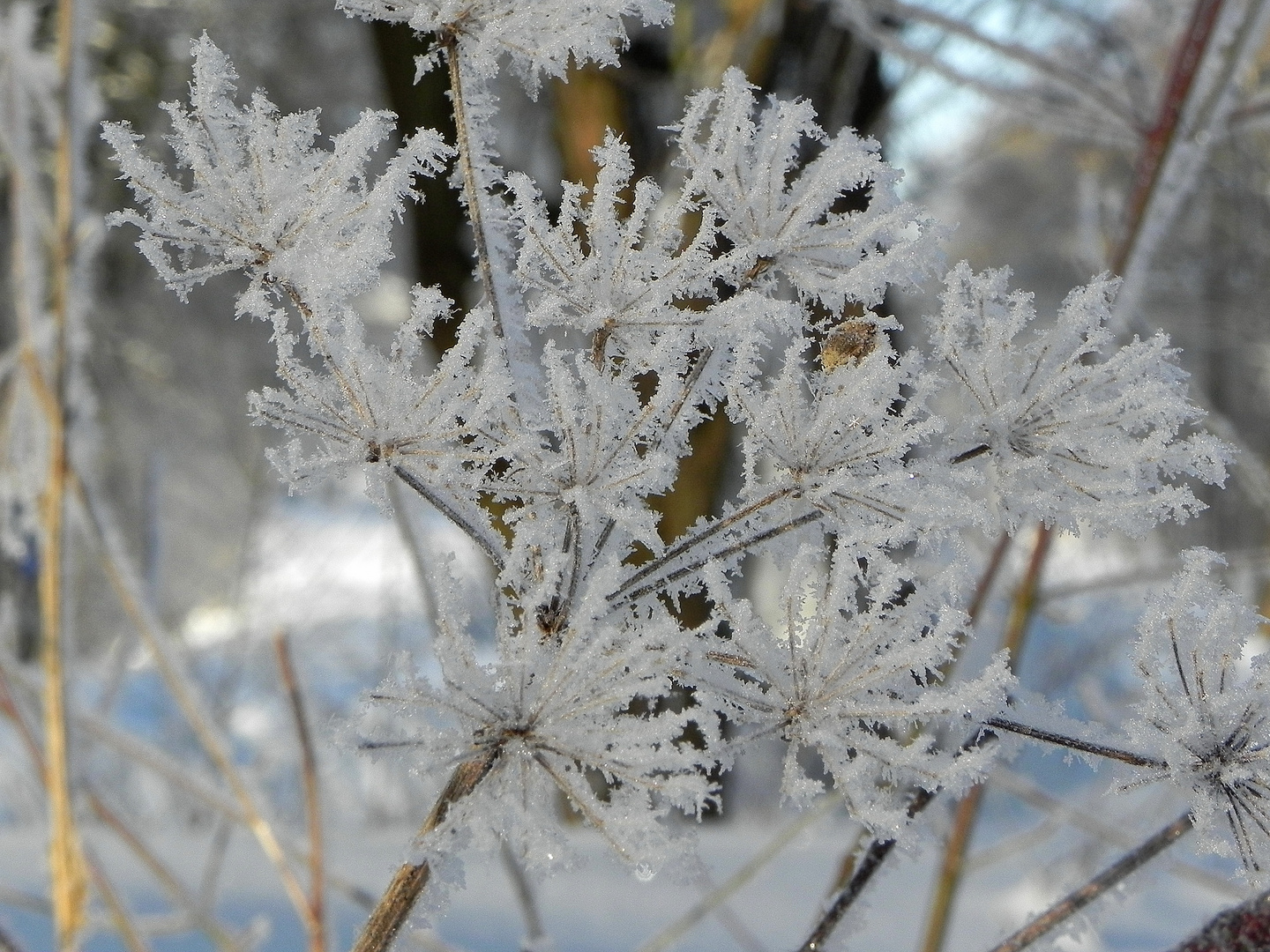 eisblume