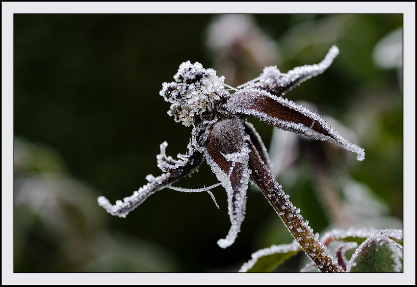 Eisblume