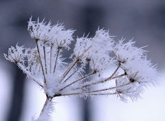 Eisblume!