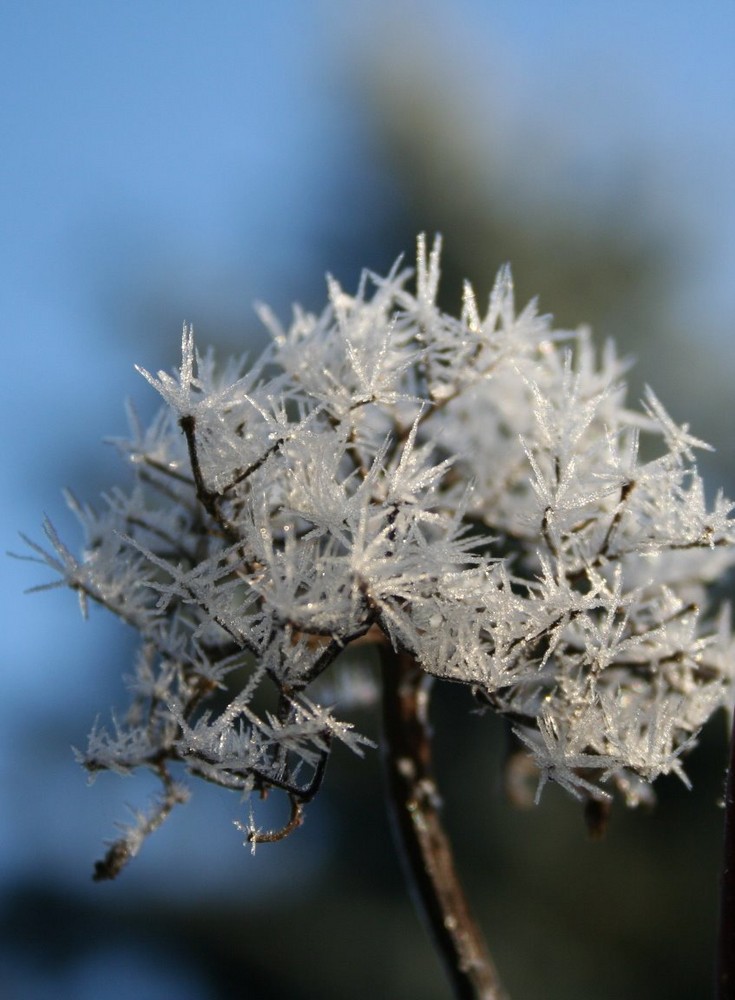 EISBLUME