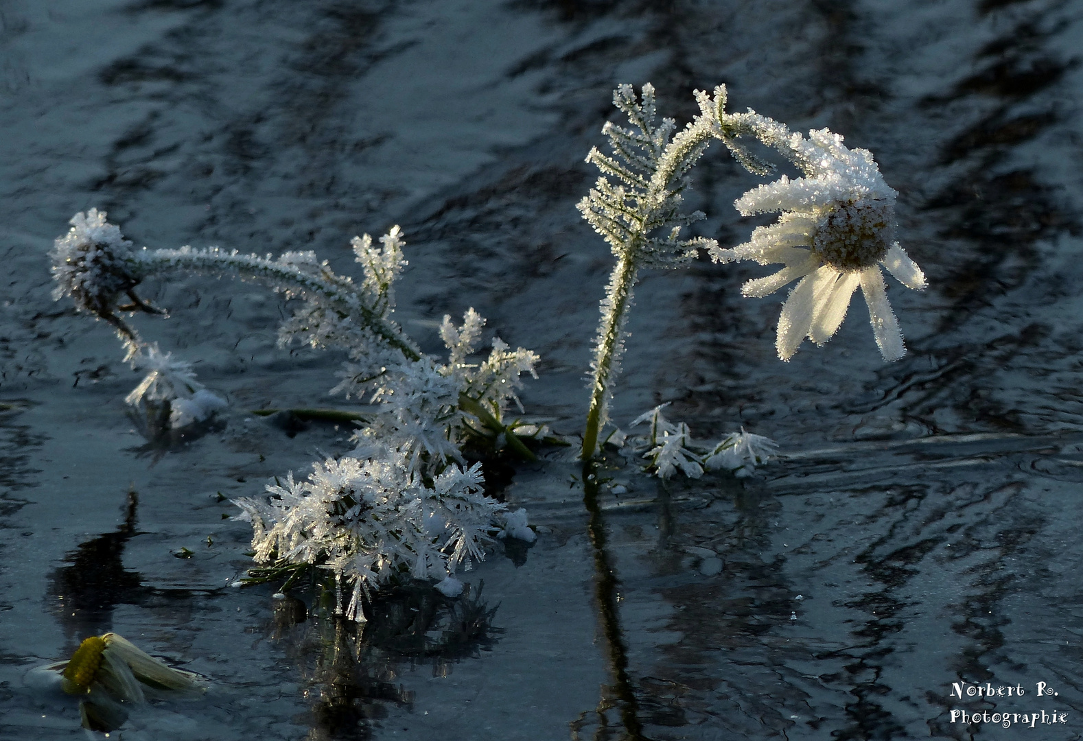 Eisblume