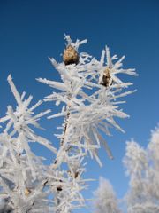 Eisblume