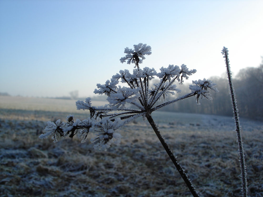 Eisblume