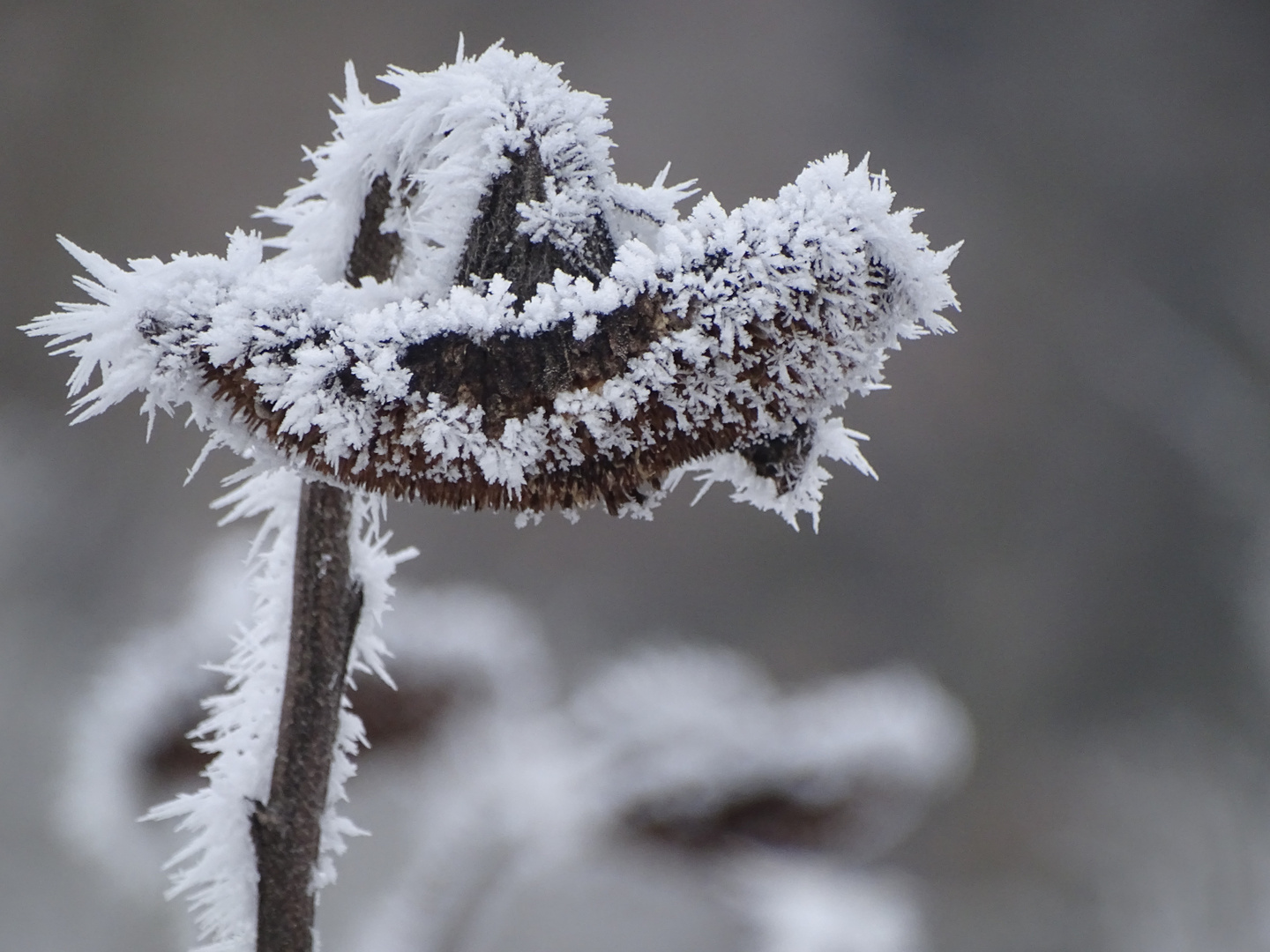 Eisblume Foto &amp; Bild | winter, eis, pflanzen Bilder auf fotocommunity