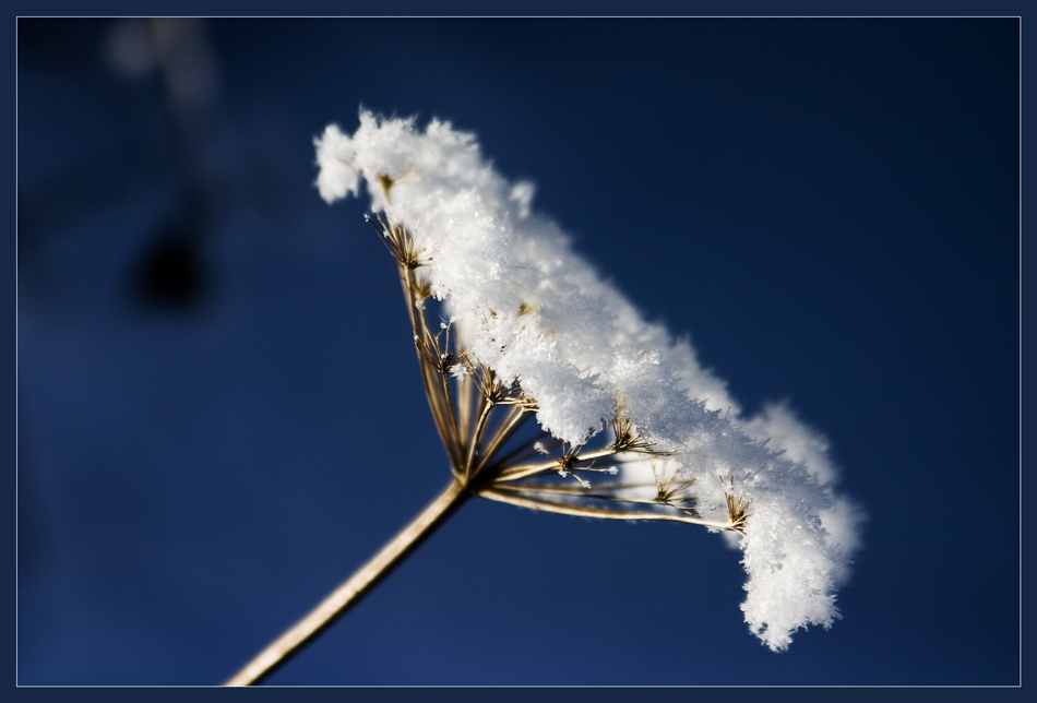 Eisblume