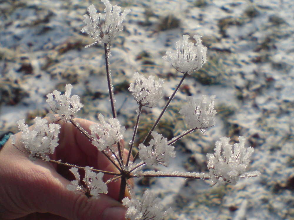 Eisblume