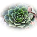 Eisblume
