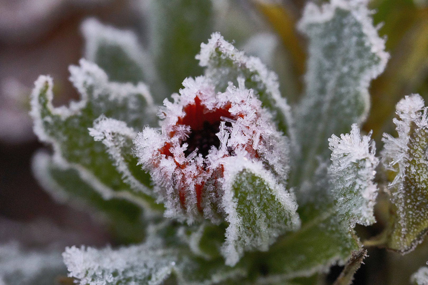 Eisblume Foto & Bild | art, world, dokumentation Bilder auf fotocommunity
