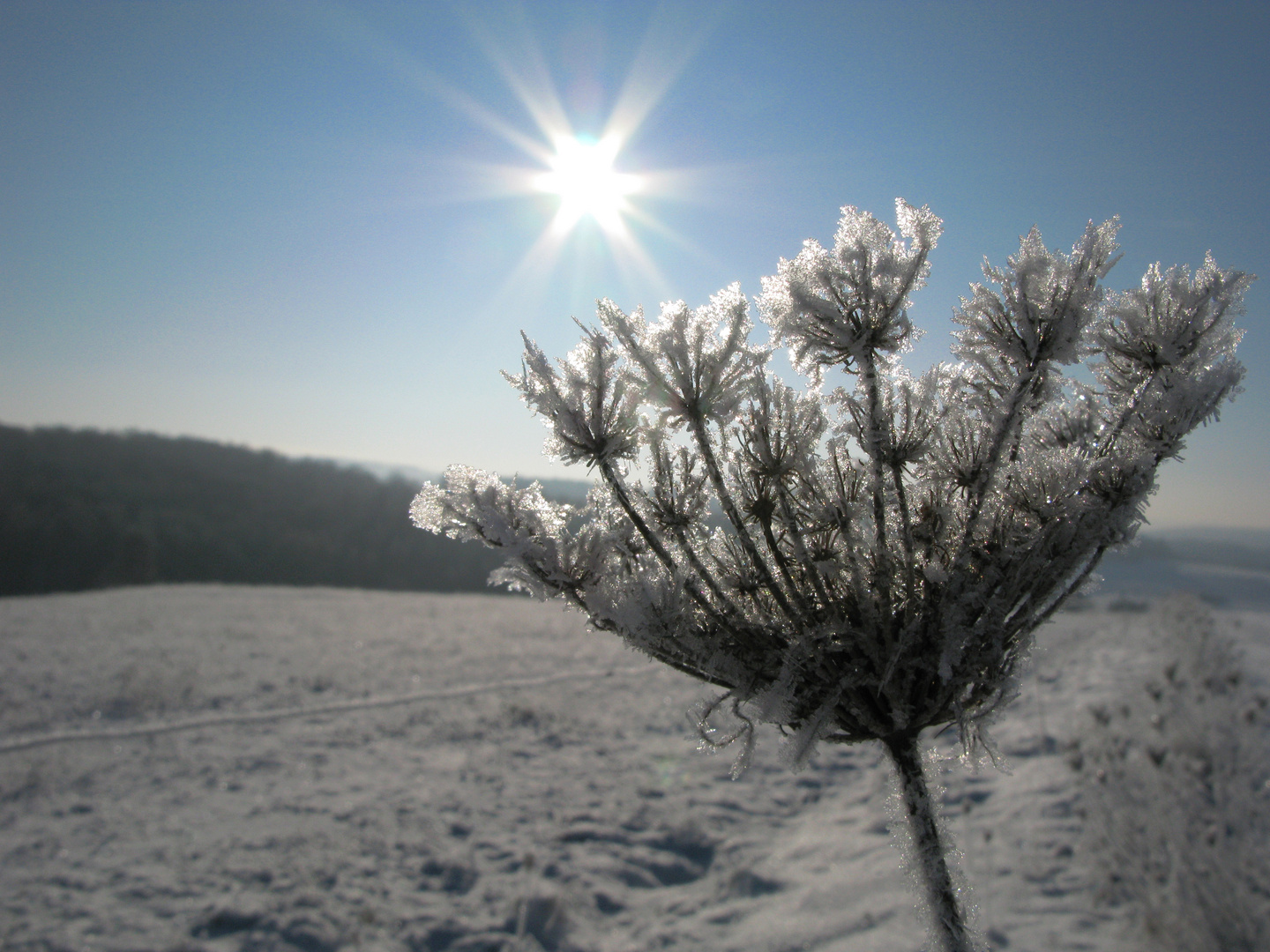 Eisblume