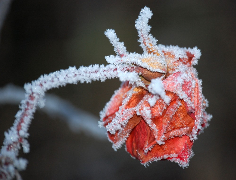 Eisblume