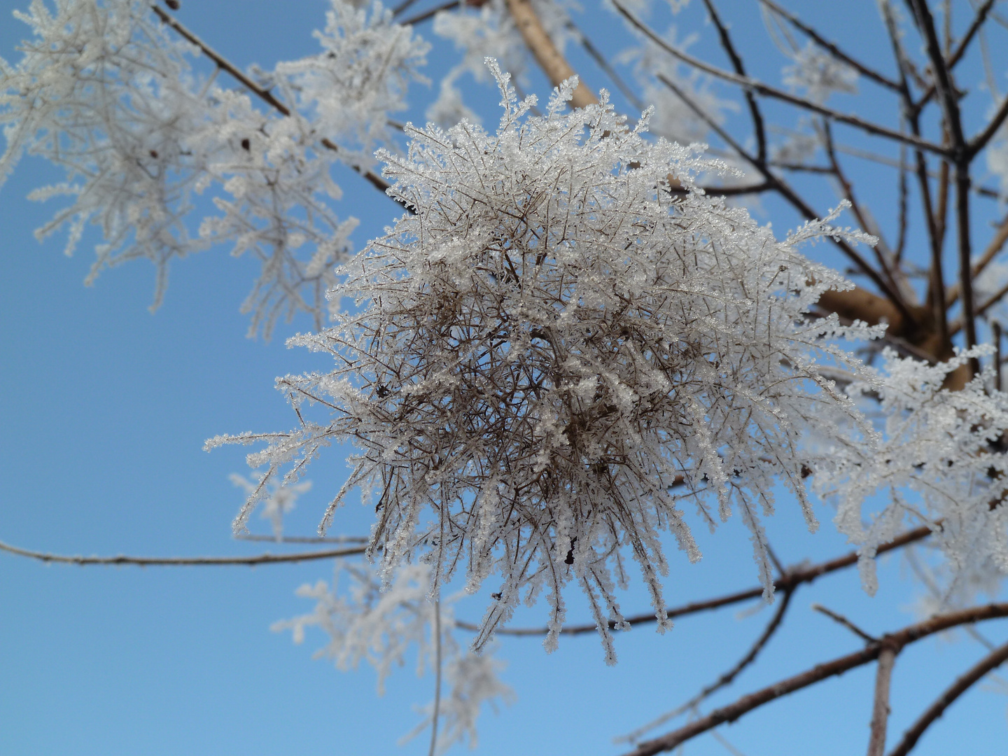 Eisblume