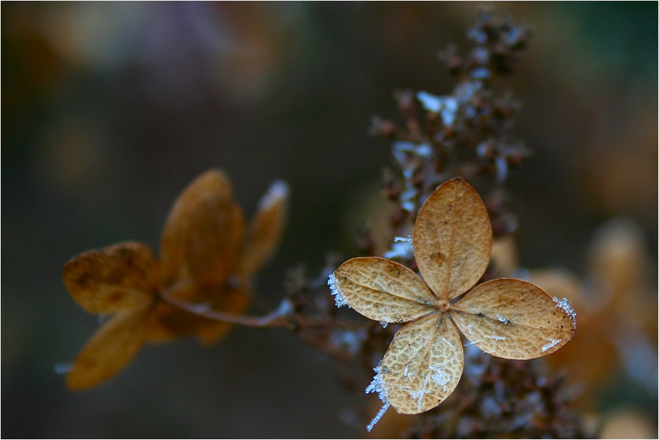 Eisblume