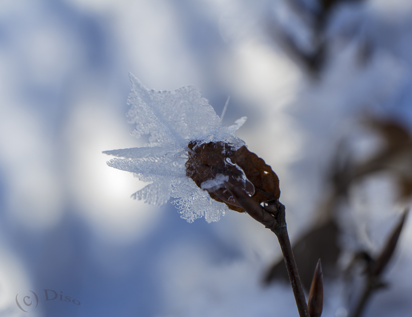 Eisblume