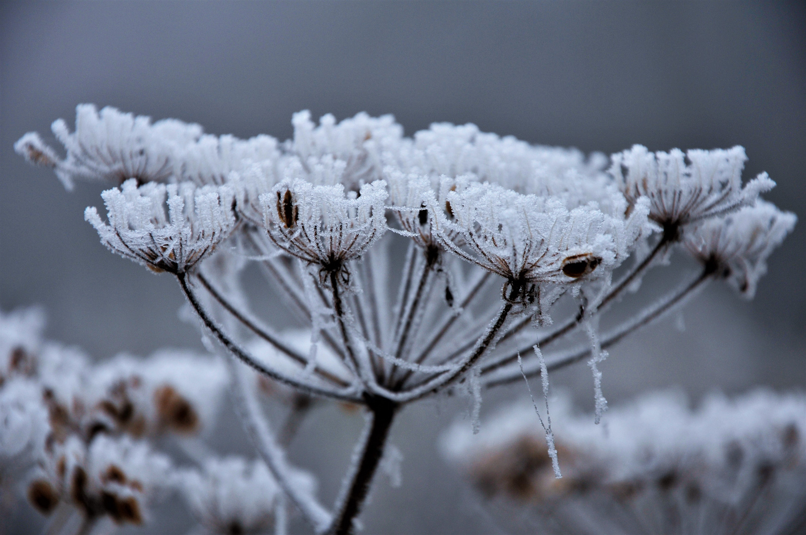 Eisblume Foto &amp; Bild | archiv projekte naturchannel, monatswettbewerbe ...