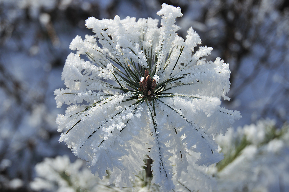 Eisblume