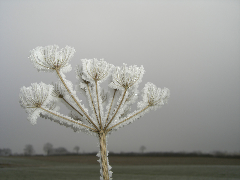 Eisblume