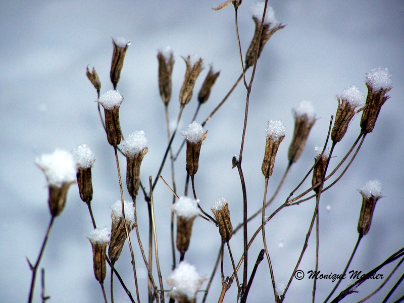 Eisblume