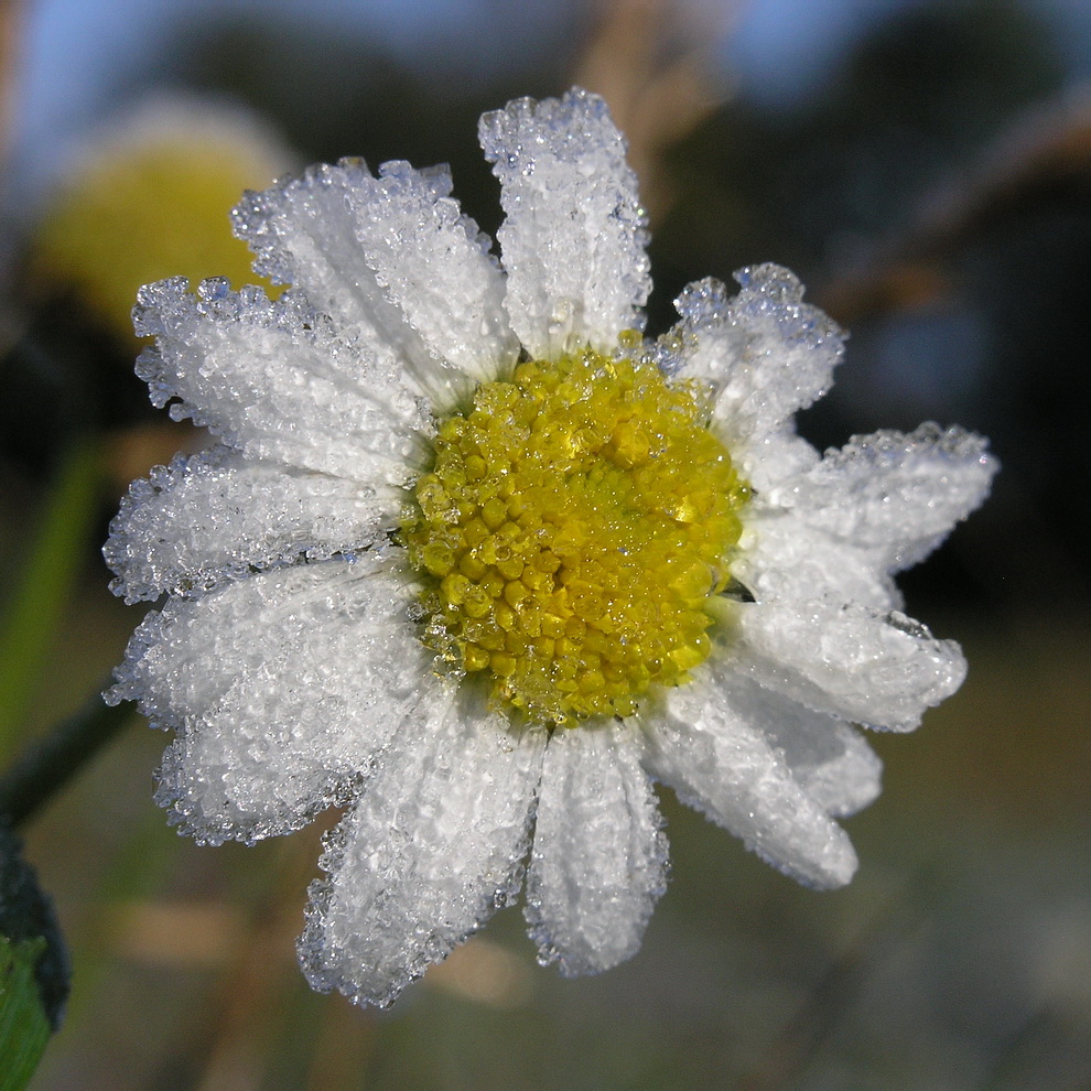 eisblume