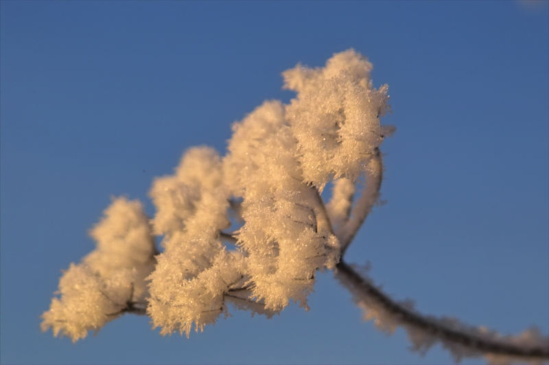 Eisblume