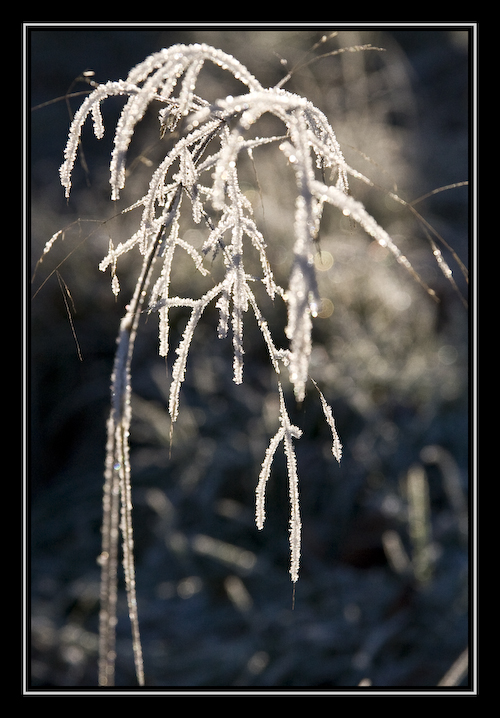 Eisblume