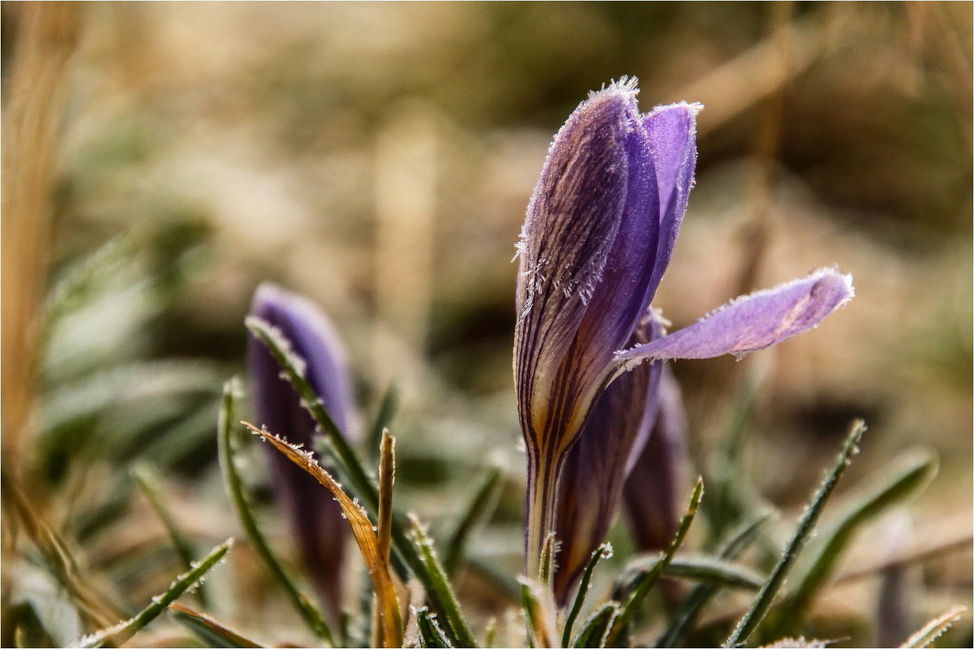 Eisblume