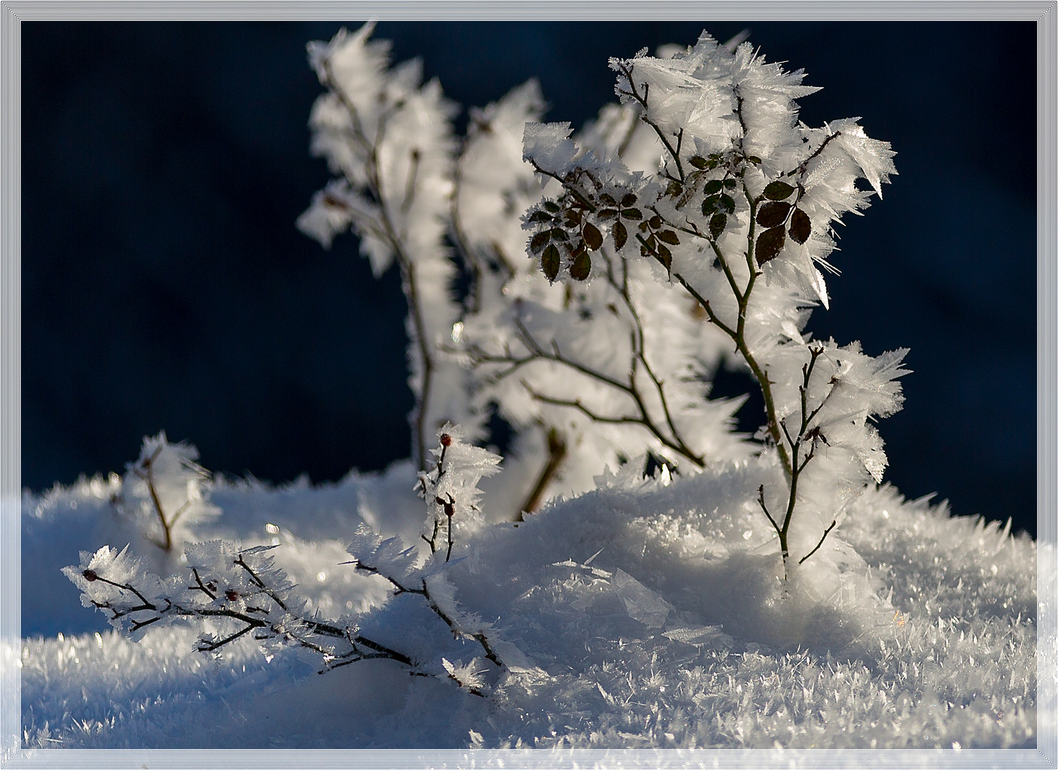 Eisblume