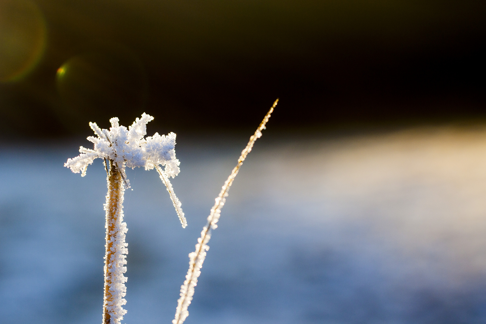 Eisblume