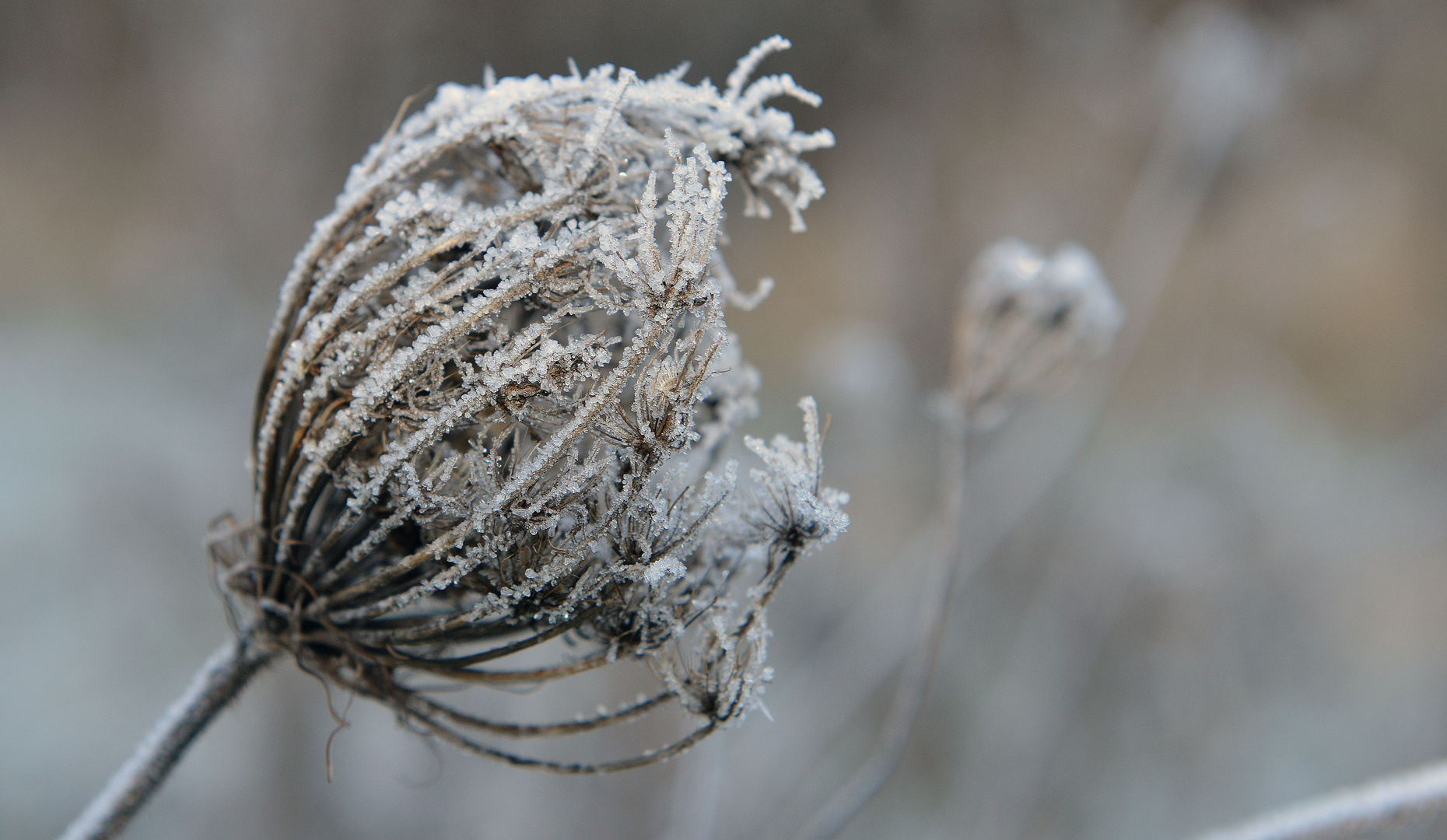 Eisblume