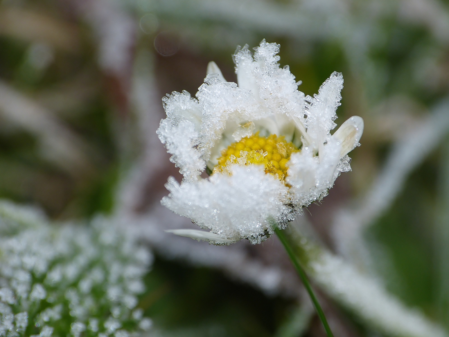 Eisblume