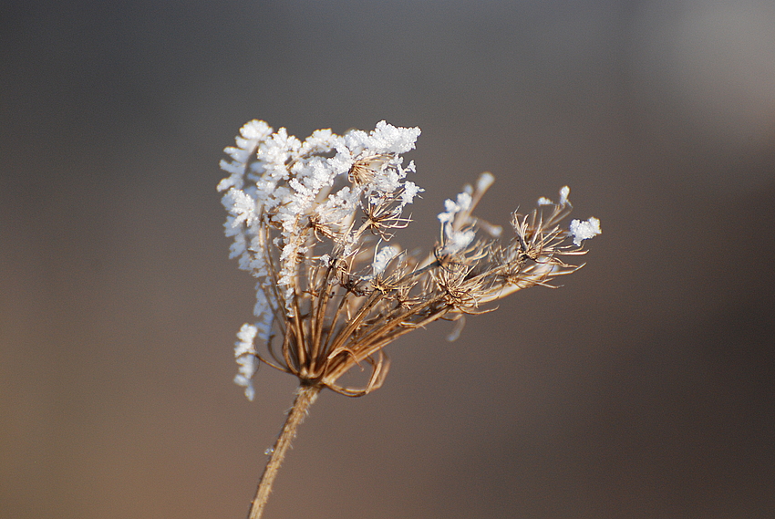 Eisblume