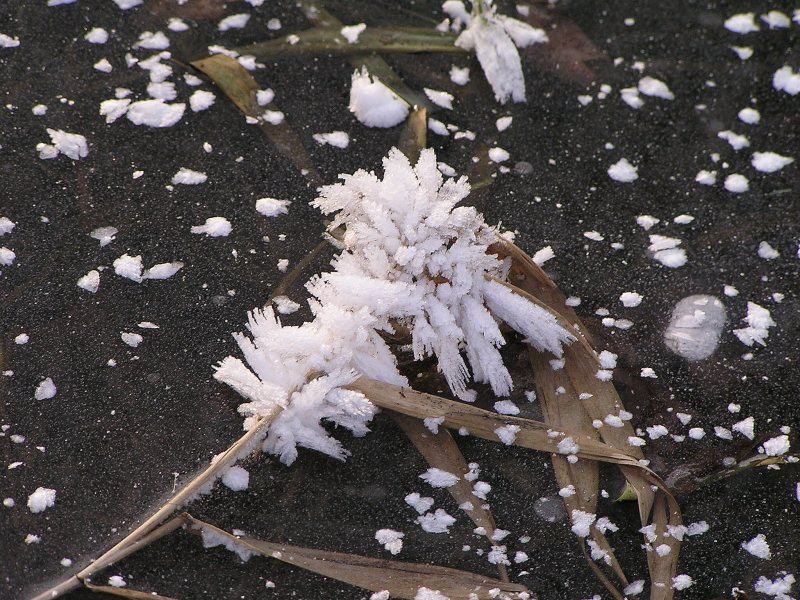 Eisblume von Stefan Maderbacher