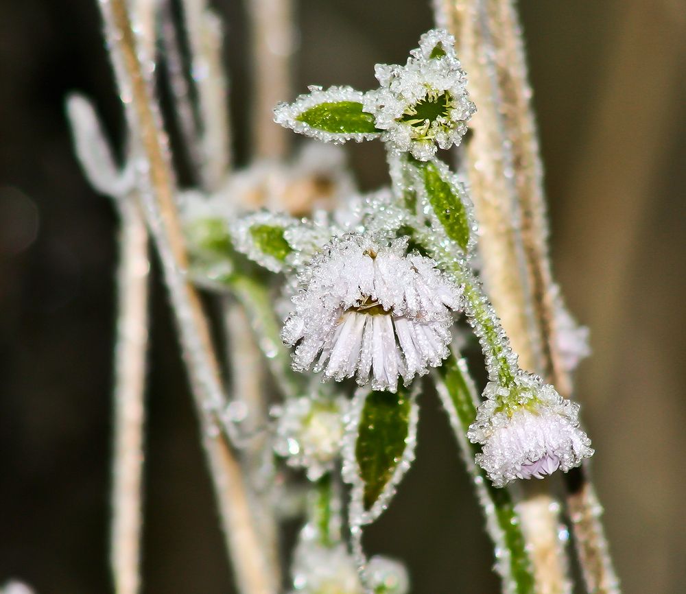 Eisblume