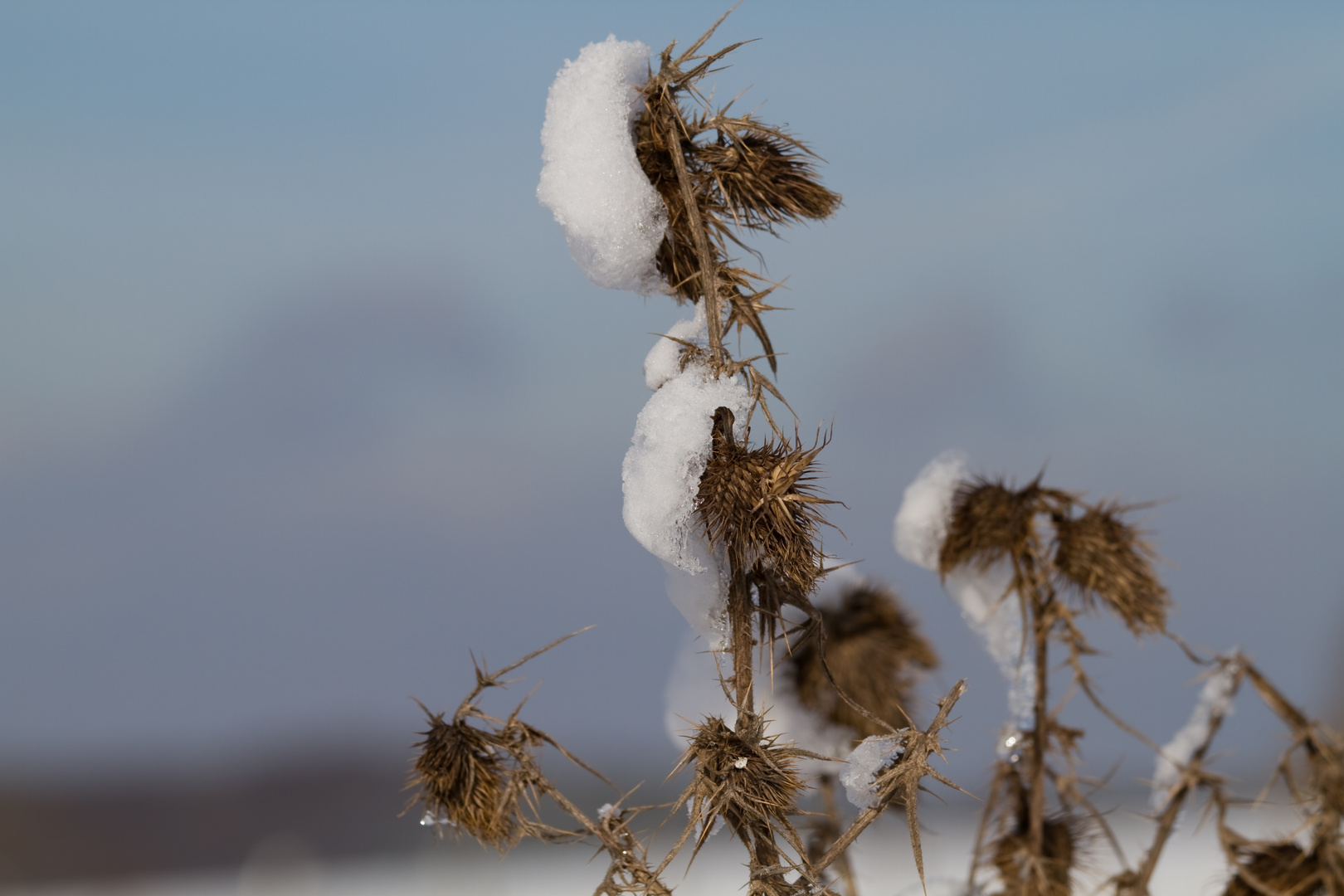 Eisblume....