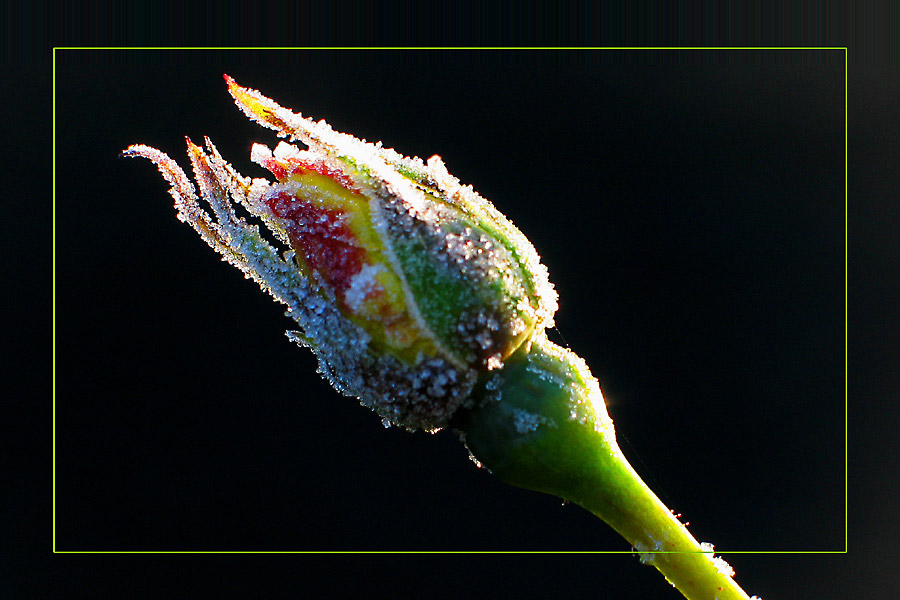 'Eisblume' von Udo Korsanke