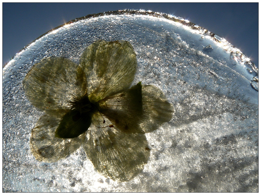 Eisblume...