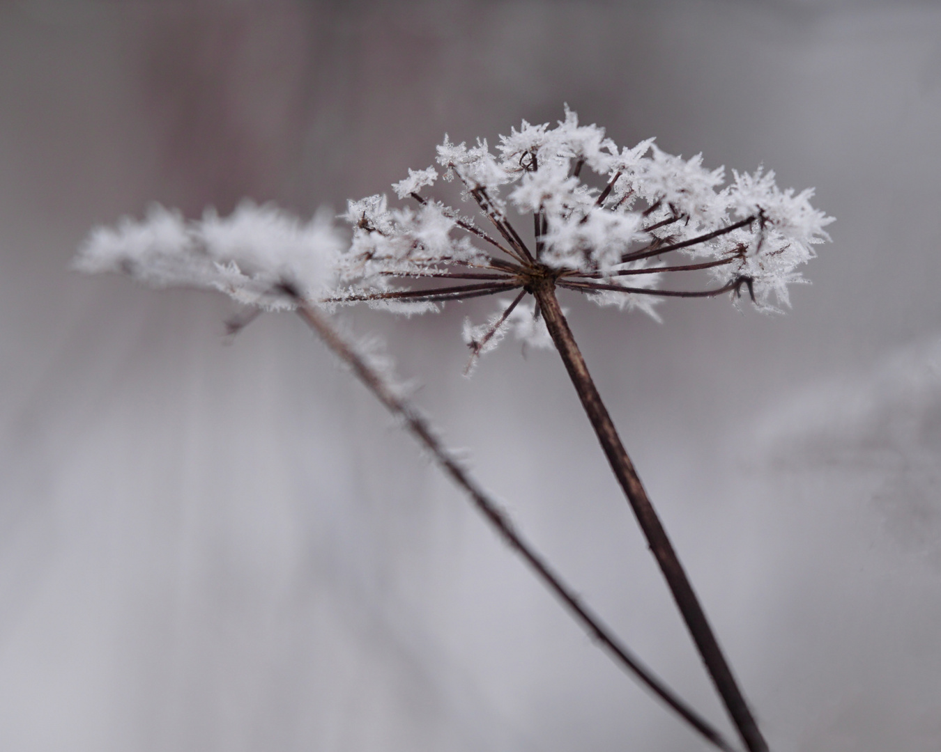 Eisblume