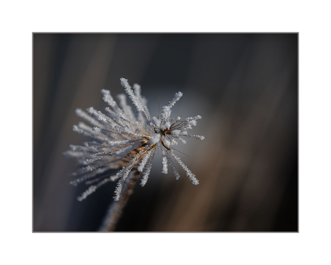 Eisblume am Mittwoch