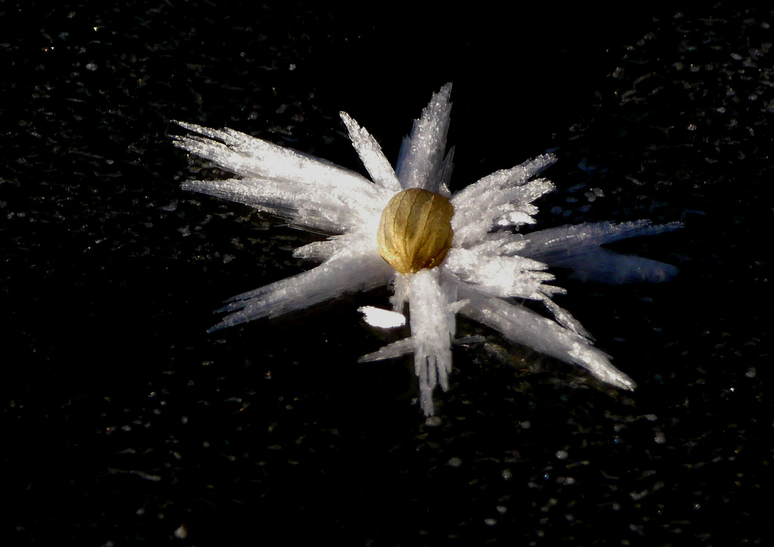 Eisblume auf dem See mit rätselhafter Mitte